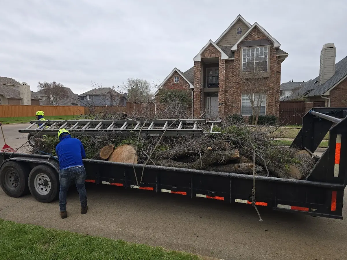 Expert Tree Removal with proper safety equipment in Eddy